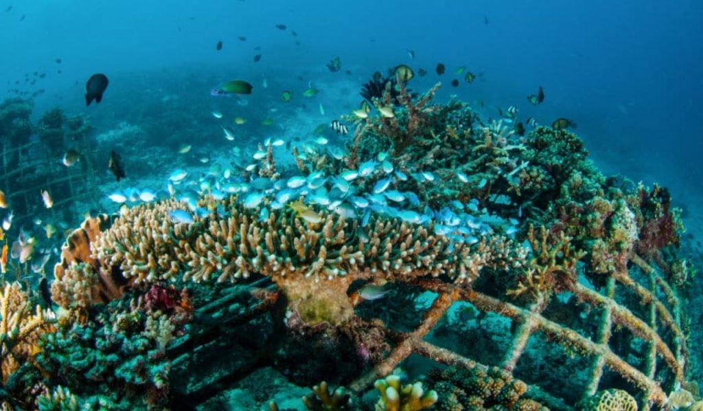 Biorock Coral Restoration Sites