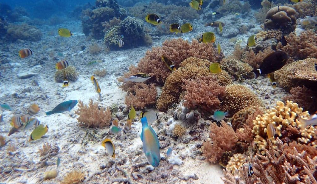 Coral Garden (Northeast Reef)