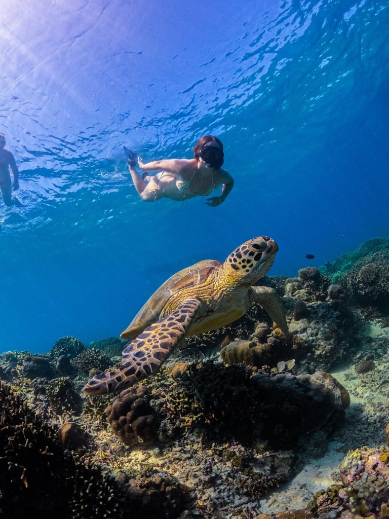Turtle Point (Gili Meno Wall)